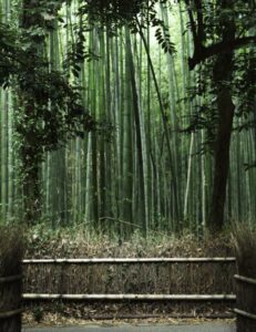 Japanese Forest Bathing