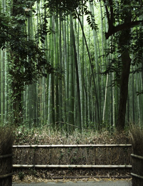 Japanese Forest Bathing