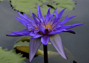 Cultural Healing Teas: Ancient Wisdom in Every Sip